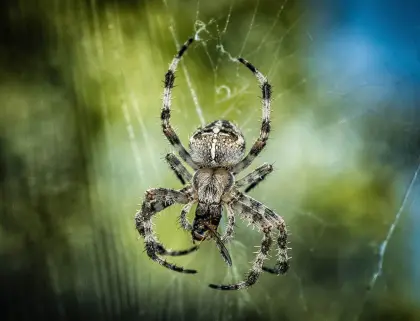 Spinne im Netz